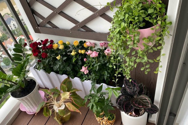 Đại Gia Đình Nào Rồi Cũng Sẽ Thích Căn Hộ Này Thôi - The Sun Avenue 3PN