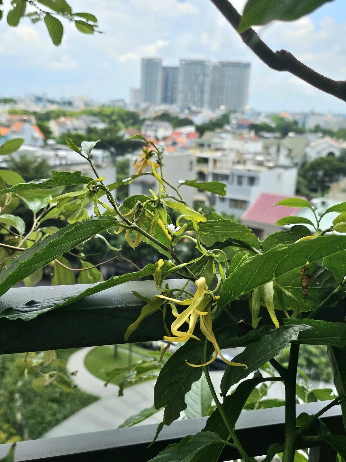 Bán Căn Hộ The Sun Avenue Ngay Tầng Hồ Bơi, Ban Công Thiết Kế Được Khu Vườn Nhỏ Xinh