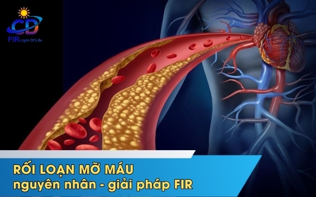 RỐI LOẠN MỠ MÁU – KẺ THÙ THẦM LẶNG CỦA TIM MẠCH & GIẢI PHÁP FIR GIÚP CÂN BẰNG LẠI CƠ THỂ