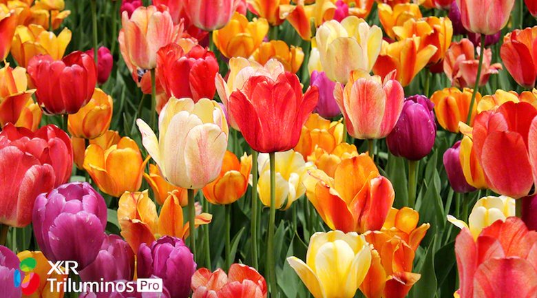 android tivi sony 4k 55 inch kd-55x80j mới 2021