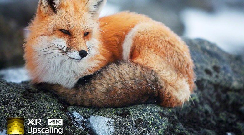 android tivi sony 4k 65 inch kd-65x95j