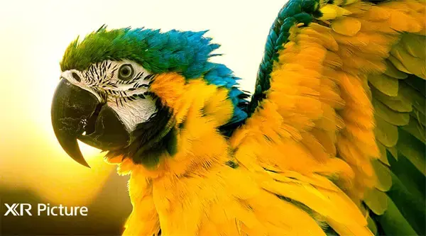 android tivi sony oled 4k 55 inch xr-55a80j