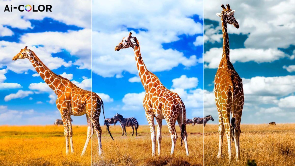 google tivi tcl qled 4k 55 inch 55c645