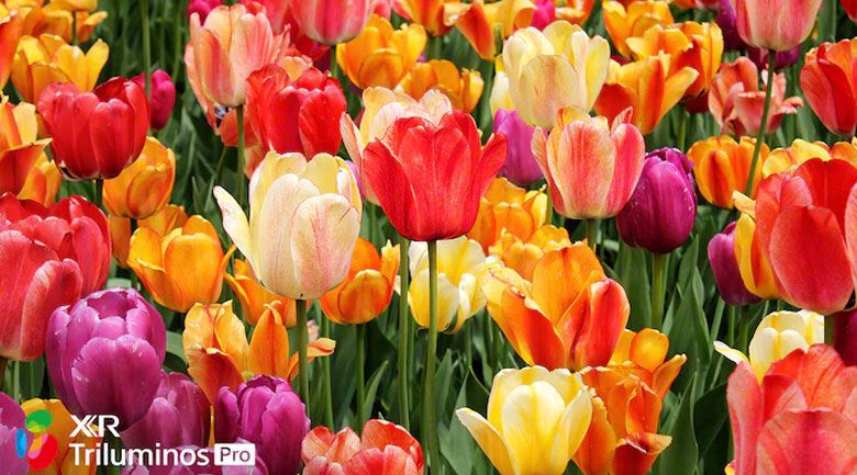 android tivi oled sony 4k 65 inch xr-65a90j