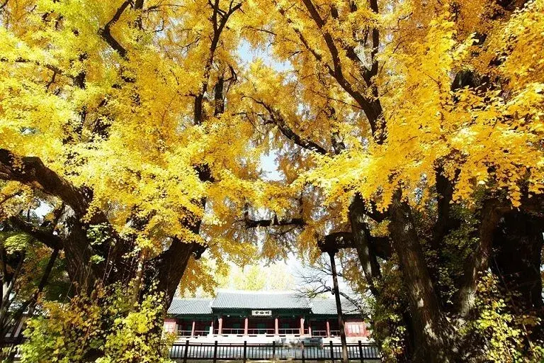 trường đại học sungkyunkwan hàn quốc – 성균관대학교