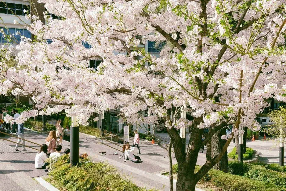 trường đại học chung ang – 중앙대학교