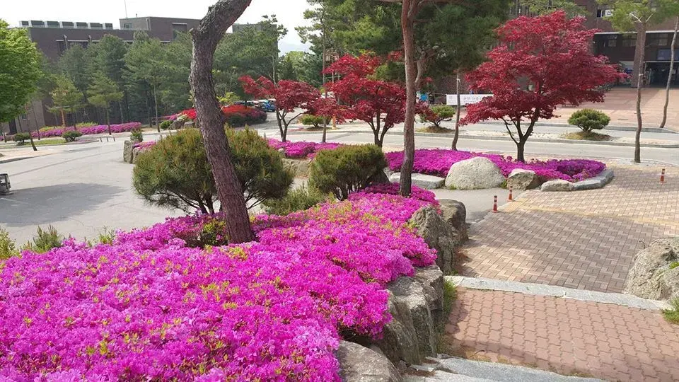 trường đại học daejin hàn quốc – 대진대학교