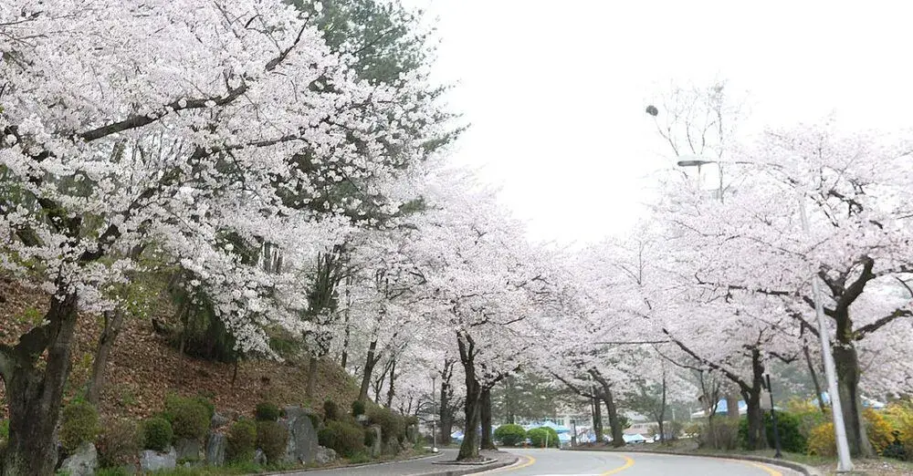 trường đại học quốc gia chungnam hàn quốc (충남대학교)