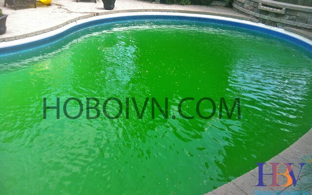 Tại sao nước hồ bơi có mầu xanh rêu?