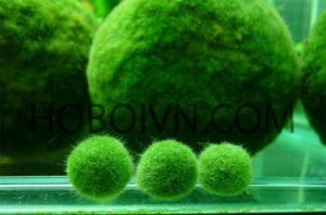 tai-sao-nuoc-ho-boi-co-mau-xanh-reu-2