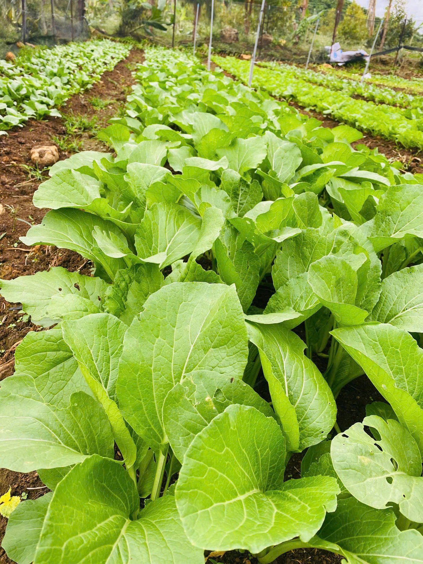 z6113059009992-6a3498e5cce947ed1922b0a571058c2f