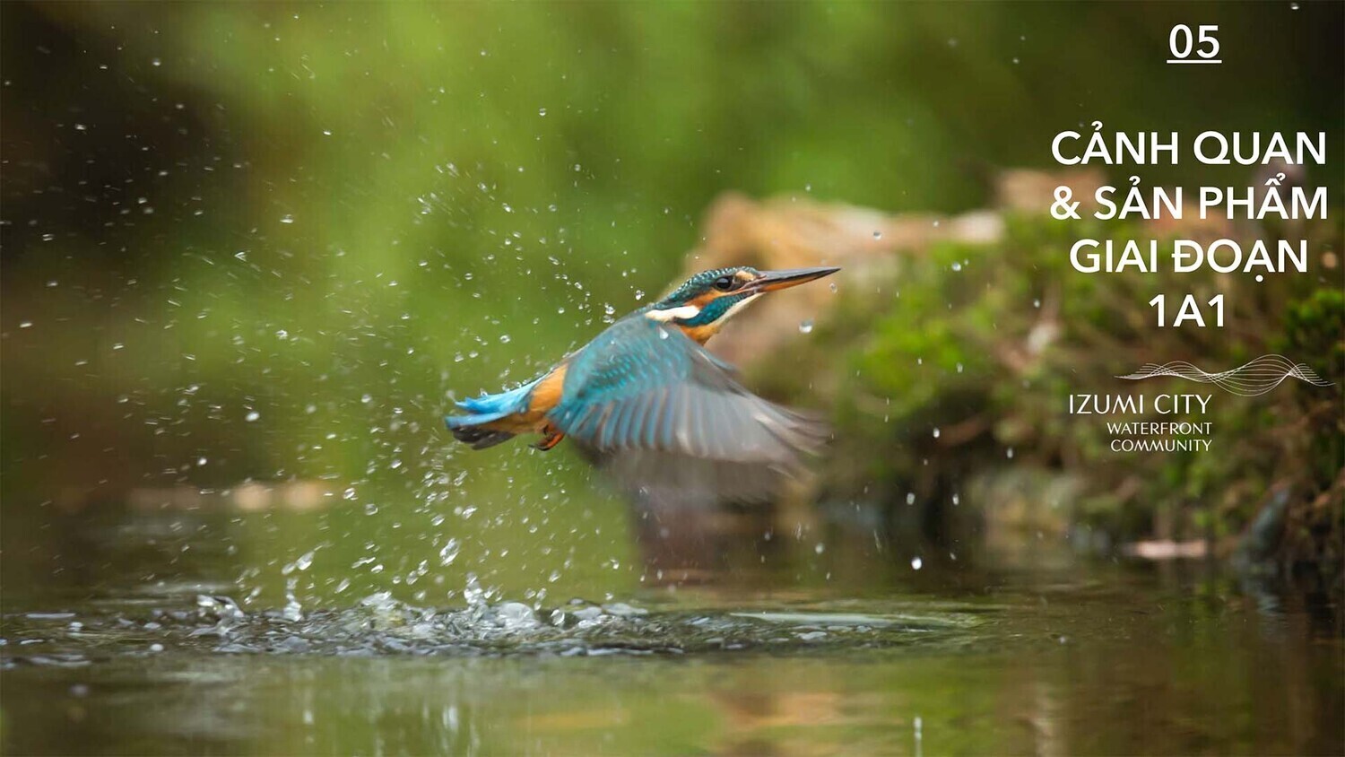 izumi-giai-doan-1-21-copy