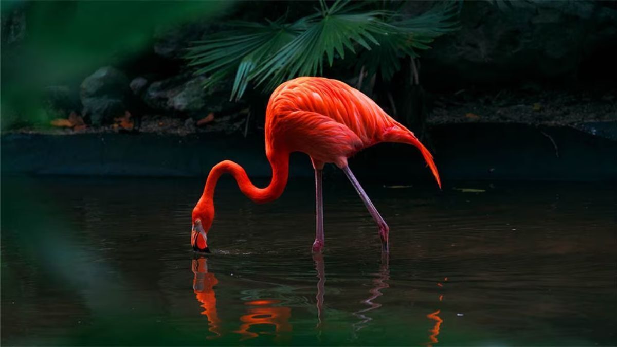 smart tivi lg oled 4k 48 inch oled48c3psa