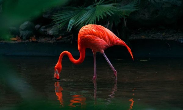 smart tivi oled lg 4k 65 inch oled65c3psa.atv