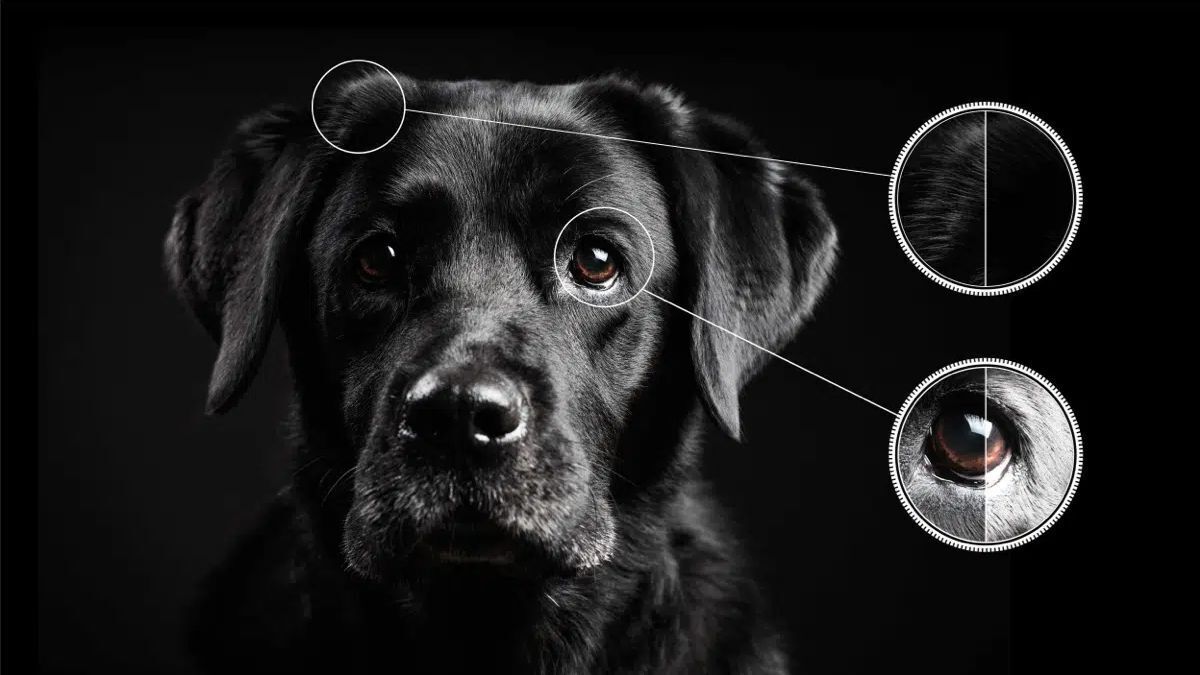 google tivi tcl qled 4k 55 inch 55c645