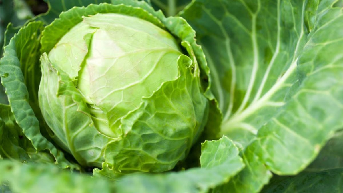 tủ lạnh electrolux inverter 492 lít eqe4960a-b