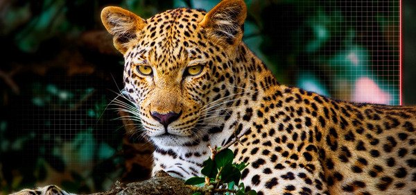 smart tivi oled evo lg ai 4k 97 inch oled97g5psa