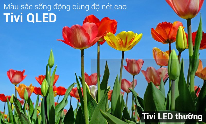 một số loại tivi phổ biến hiện nay