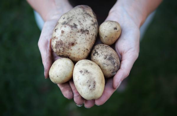 bí quyết bảo quản rau củ tươi lâu