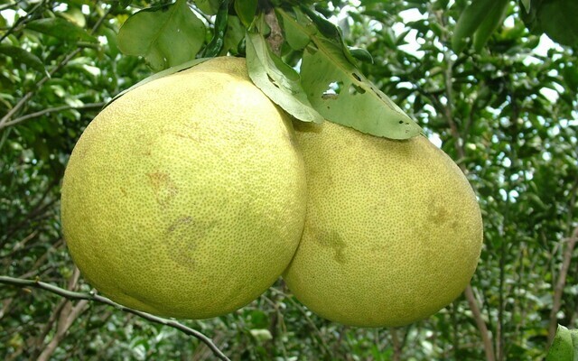 Pomelo exports soar as New Zealand, US start buying