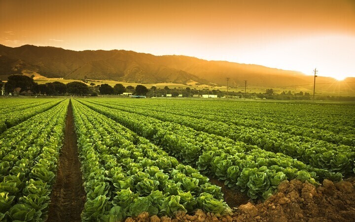 Product Diversity{n}Large Supply Sources