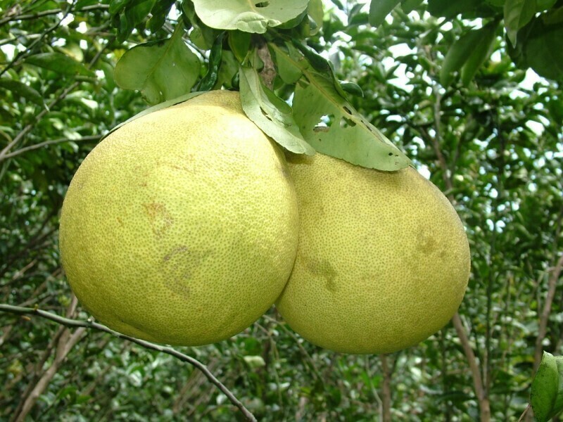sweet pomelo white