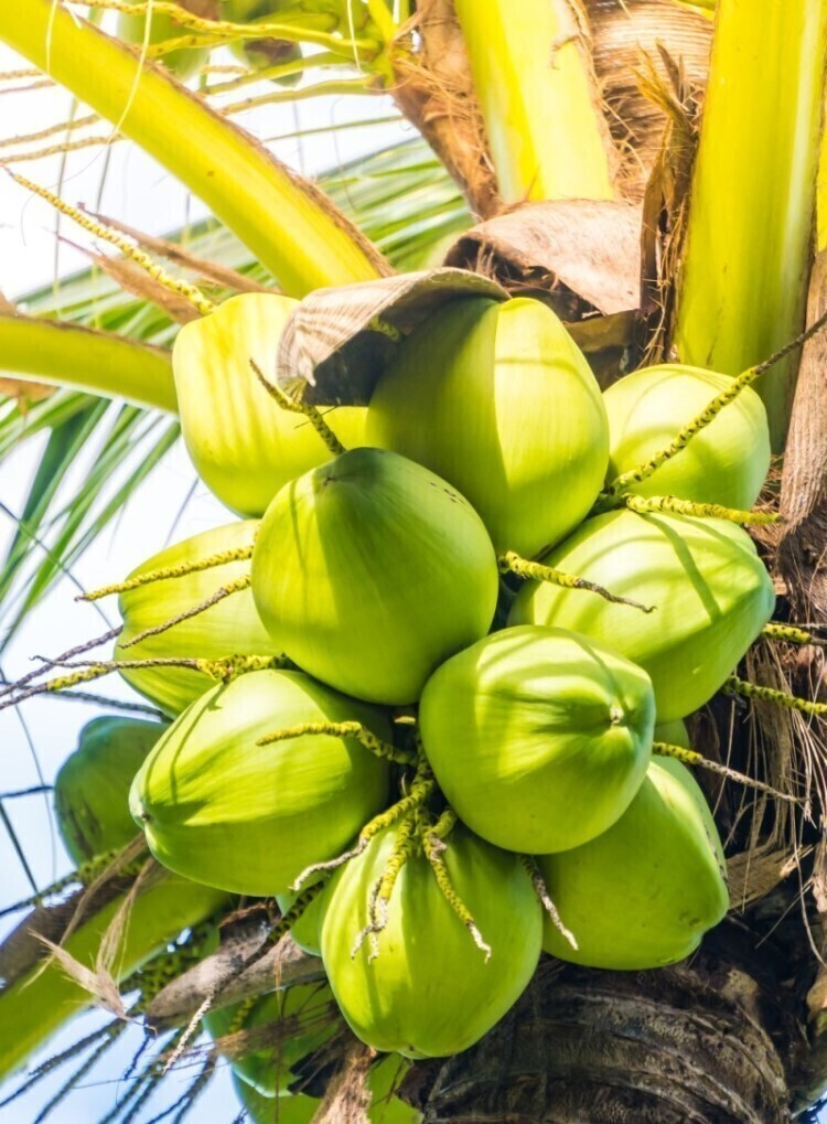 fresh young coconut