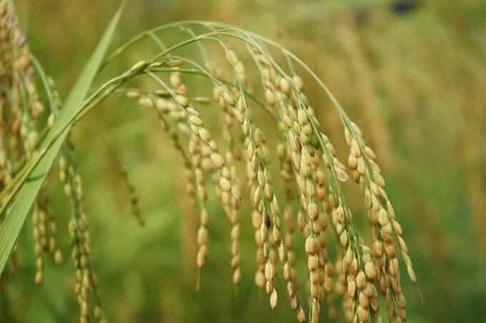 agricultural exports to asian markets increased