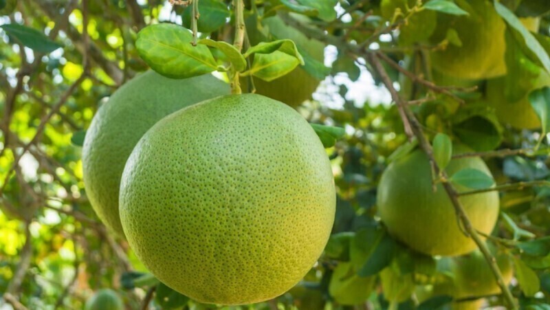 sweet pomelo white