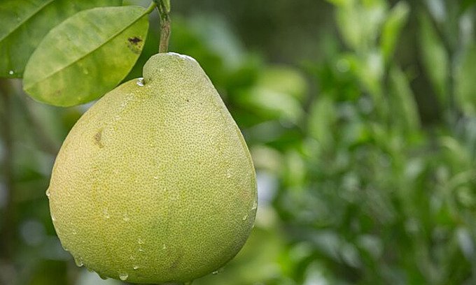 pomelo exports soar as new zealand, us start buying