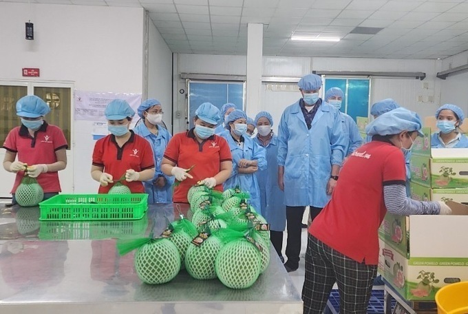 pomelo exports soar as new zealand, us start buying