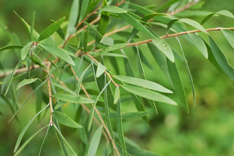 gỗ tràm