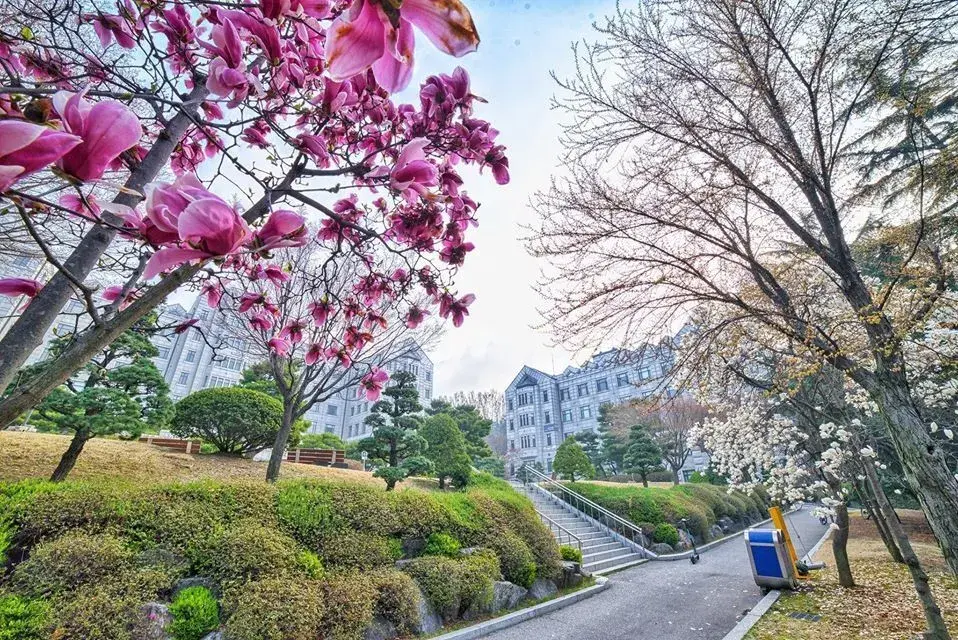 trường đại học yonsei hàn quốc
