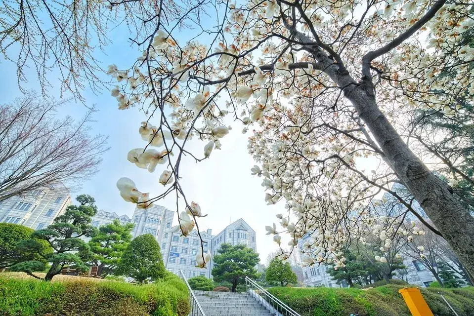 trường đại học yonsei hàn quốc