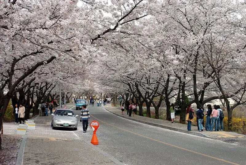 trường đại học yeungnam hàn quốc