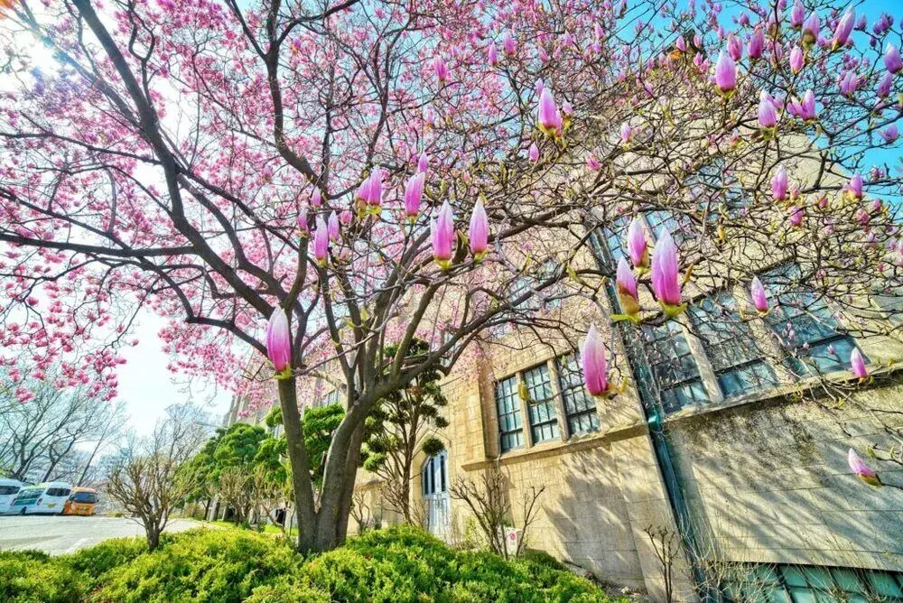 trường đại học nữ ewha hàn quốc