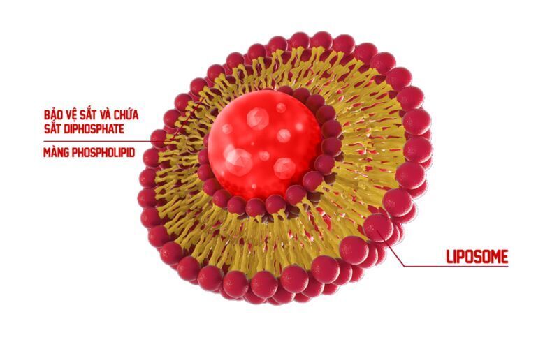 Hiệu quả và tính an toàn của Liposomal Ferric Pyrophosphate so với Ferrous Sulfate