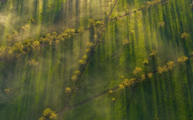 Y DƯỢC XANH MỞ RỘNG HỢP TÁC GIA LAI